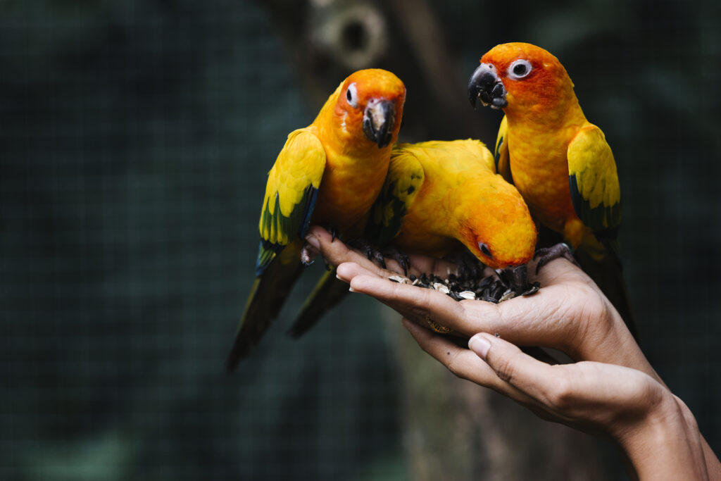 World Parrot Day
