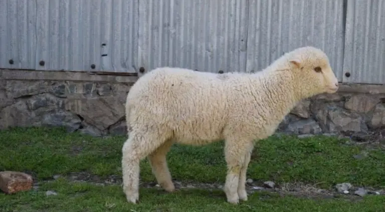 India’s First Gene-Edited Sheep