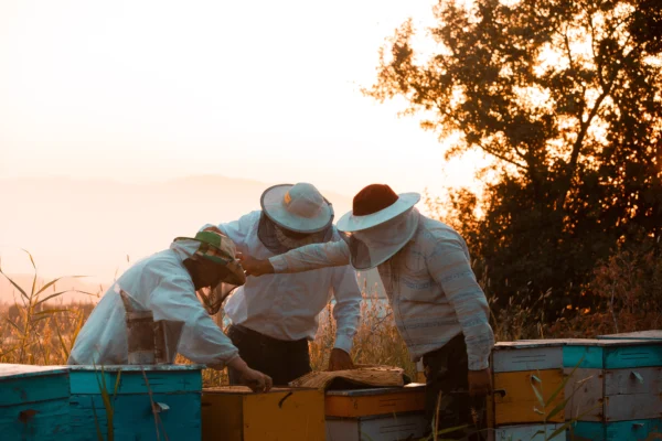 Beekeeping for Beginners: Sweet Profit from Nature